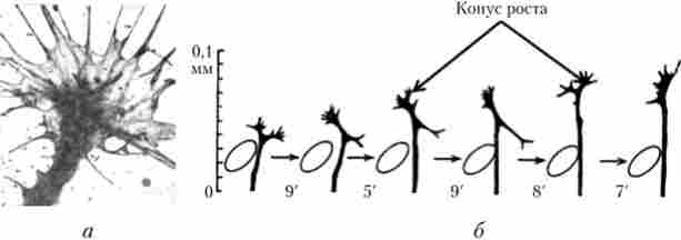 ��������� ��������� �������