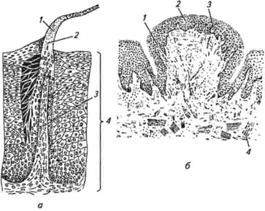 ������ ������� ���� ���� (�� �����������)