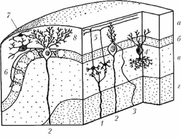 ������� ������ ���� �������