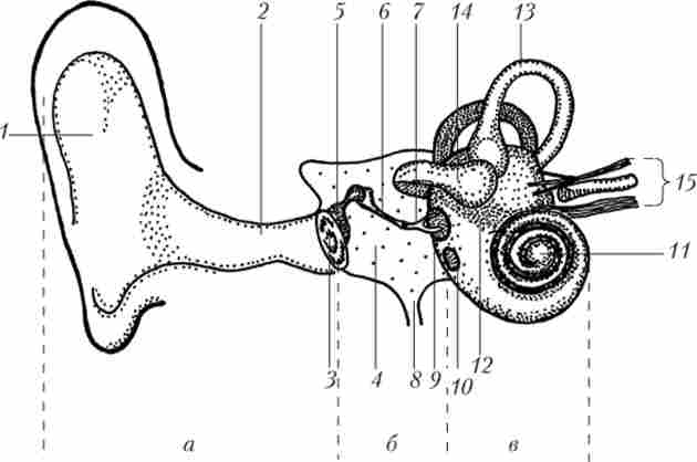 ������ ����